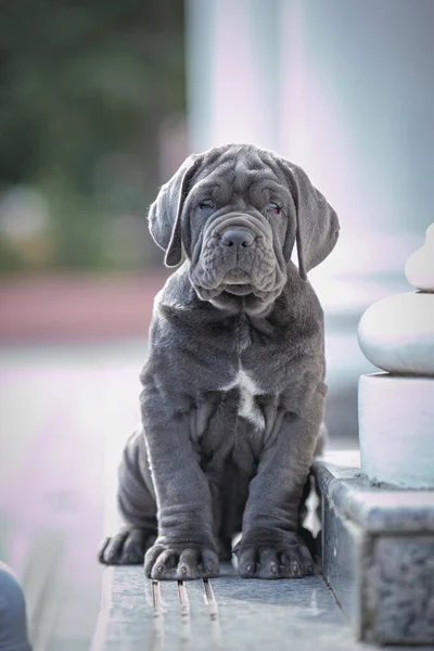 english staffordshire dog, the muzzle, in the background, a large collar.