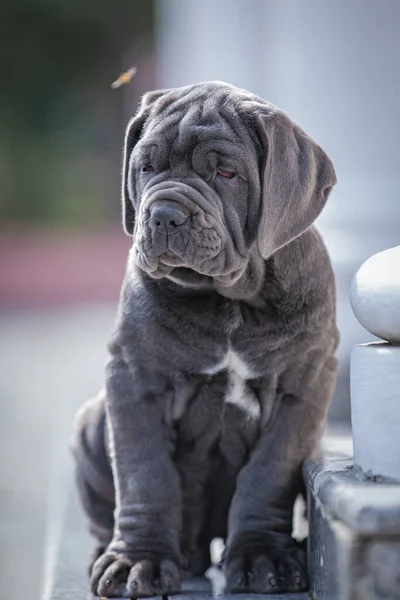 Şirin bir köpeğin portresi.