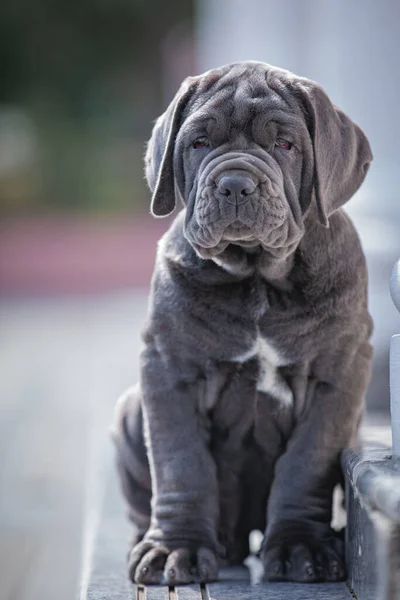 dog pug sitting on a bench in the garden