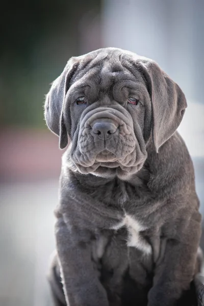 portrait of a cute dog on a blurred background