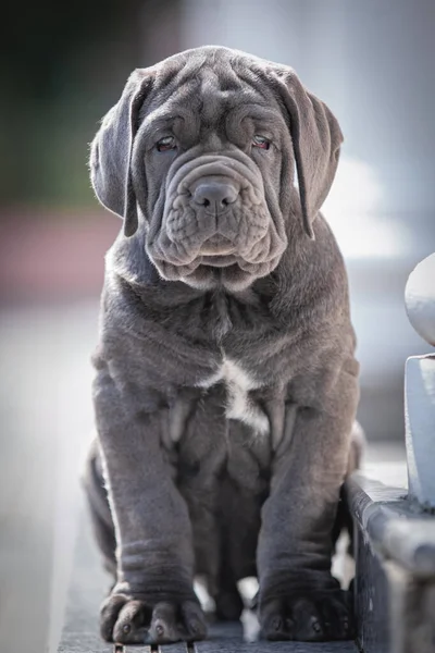 Porträt Eines Süßen Hundes — Stockfoto