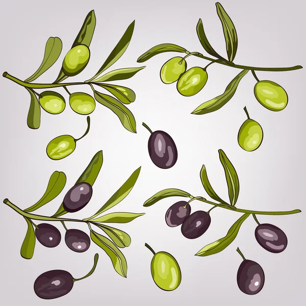 Aceitunas — Archivo Imágenes Vectoriales