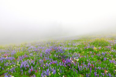 yabani sis mt. rainier Kuzey Batı ABD yakınındaki çiçek açan çiçekler.
