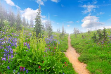Mountain trail with wild flowers and trees.
