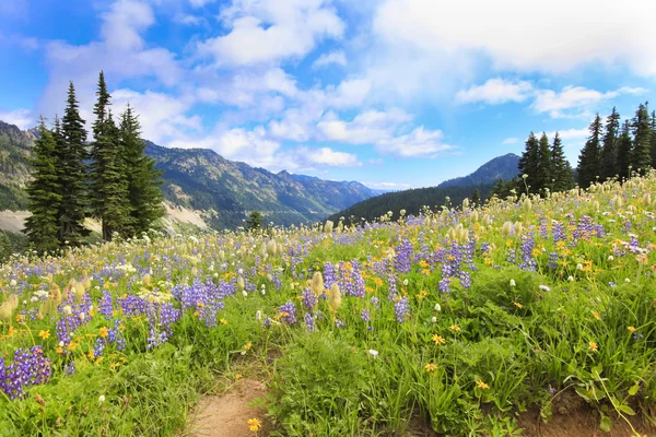 Naches döngü iz yakınındaki kır çiçekleri ile mt.ranier hiking trail zirve. — Stok fotoğraf