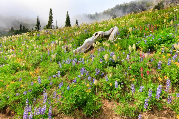 Kır çiçekleri sis ve ağaçları ile kaplı dağ. — Stok fotoğraf