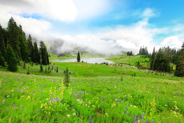 Green valley with wild flowers and lake in the fog. Mt.Rainier National Par — Stock Photo, Image