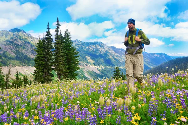 Pria pejalan kaki berjalan kaki di pegunungan dengan bunga liar berwarna ungu — Stok Foto