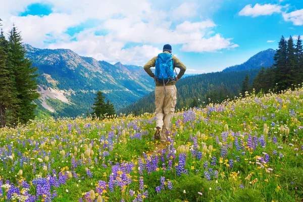 Caminante masculino caminando por el sendero en las montañas con flores silvestres en púrpura — Foto de Stock