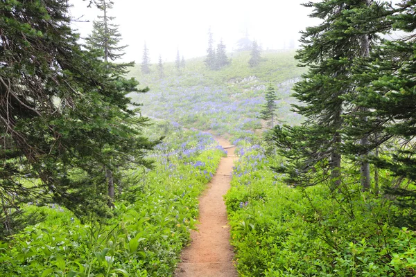 Mist in het forest norwest wandeling trail met paarse wilde bloemen. — Stockfoto