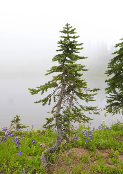 Kleine pijnboom en wilde bloemen in de mist. — Stockfoto