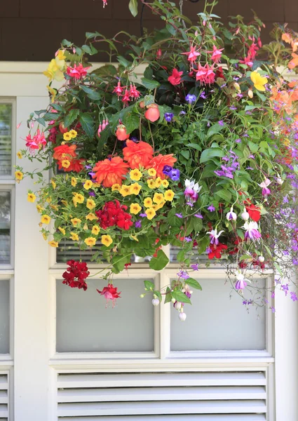 Blumen im Hängekorb mit weißem Fenster und brauner Wand. — Stockfoto