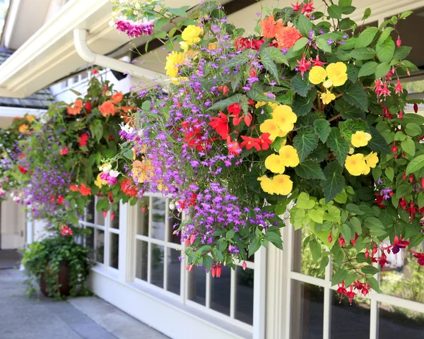 Many hanging baskets with flowers outside of house windows. — Stock Photo, Image