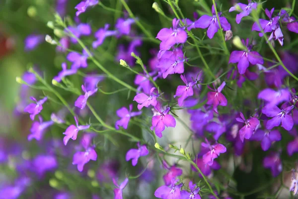 Фиолетовый забыть меня не цветы . — стоковое фото