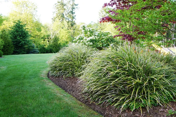 Зеленый пейзаж на заднем дворе с большими кустами травы . — стоковое фото