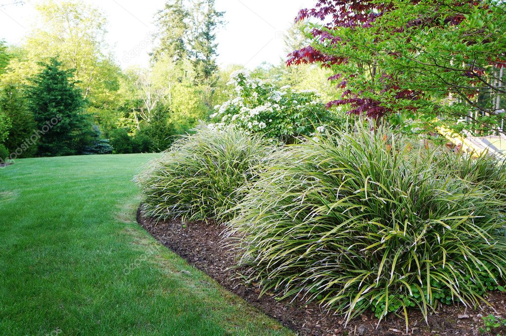 Paisaje verde en el patio trasero con grandes arbustos de hierba