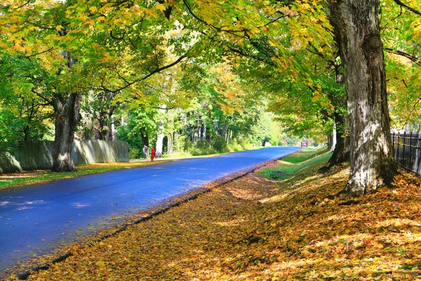 Route bleue automnale avec des feuilles orange et de grands arbres . — Photo