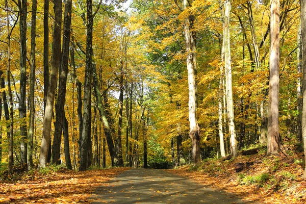 Fall road with orange leafs and large trees. — Stock Photo, Image