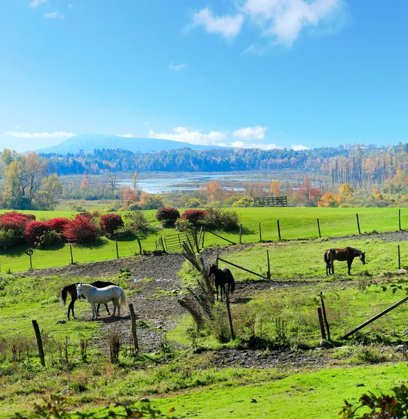 Dreamy ideal horse farm land with red barns and fall trees. — Stock Photo, Image