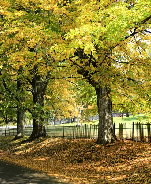 Turuncu ve sarı renkli ağaçlar lenox, yolun yakınlarında düşen anne. — Stok fotoğraf