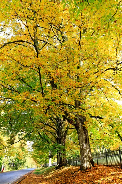 Fall orange and yellow trees near the road in Lenox, MA. — Stock Photo, Image