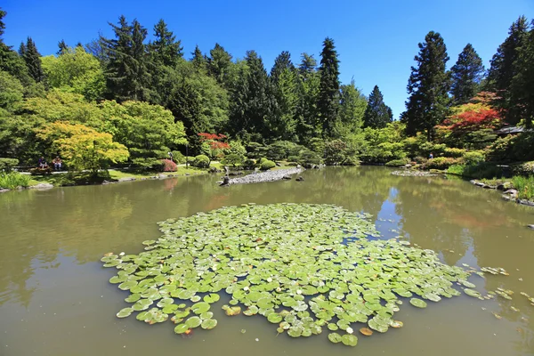 Japanse tuin in seattle, wa. vijver met waterlelies. — Stockfoto