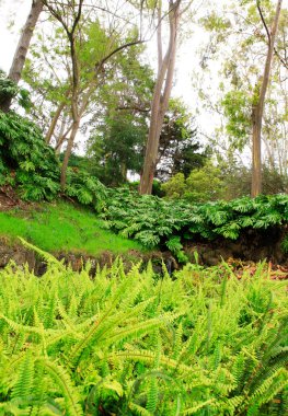 Yeşil tropikal kula Botanik Bahçesi. Maui. Hawaii.