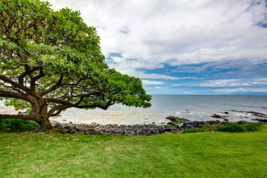 Sahilde büyük yeşil ağaç. Maui. Hawaii.