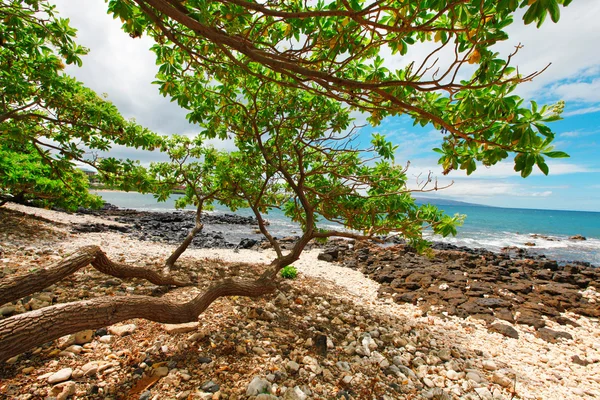 Tropical beach with long tree brenches over sand and rocks. — Stock Photo, Image