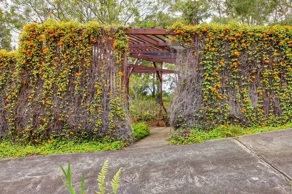 Groene tropische kula botanische tuin. Maui. Hawaii. — Stockfoto