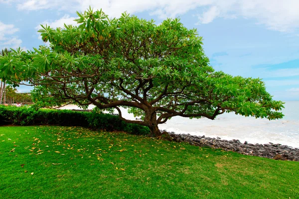 해변에 큰 녹색 나무입니다. 마우이입니다. 하와이. — 스톡 사진