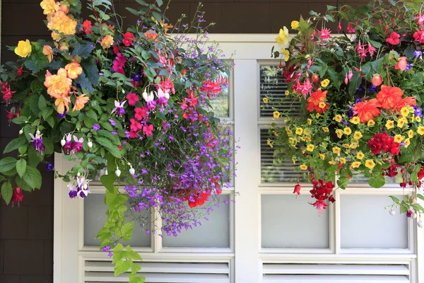 Flowers in hanging baskets with white window and brown wall. — Stock Photo, Image