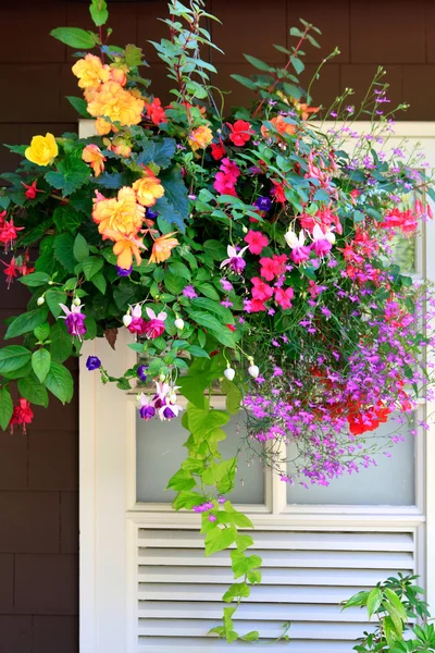 Blumen im Hängekorb mit weißem Fenster und brauner Wand. — Stockfoto