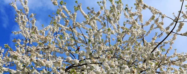 Sakura kersenboom voorjaar bloeien. — Stockfoto