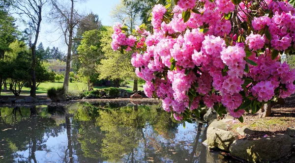 Point Defiance park in Tacoma, WA. USA. Pink rhododendron near pond. — Stock Photo, Image