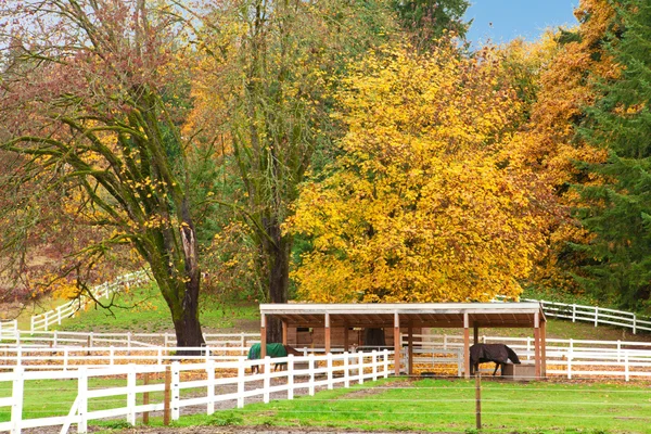 Paard boerderij met witte hek en val kleurrijke bladeren. — Stockfoto