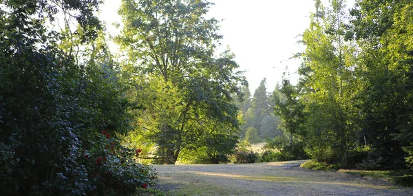 Morning refreshing countryside landscape — Stock Photo, Image