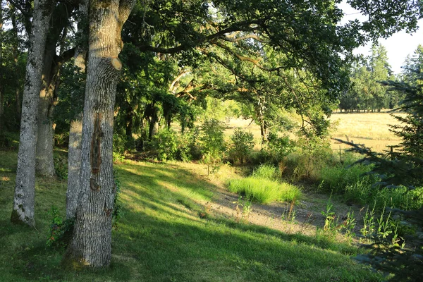 朝のさわやかな田園風景 — ストック写真