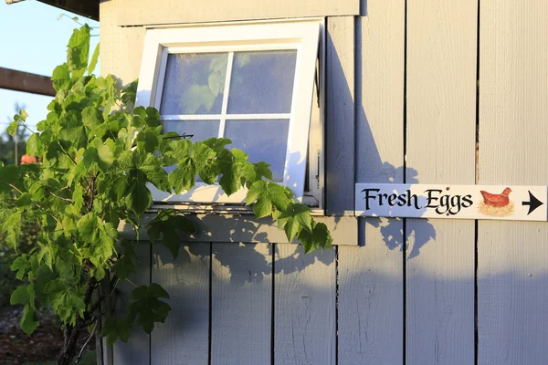Decorated farm shed with grapes over it — Stock Photo, Image