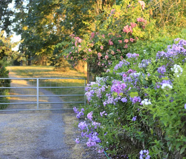 Hermosa granja camino en coche — Foto de Stock