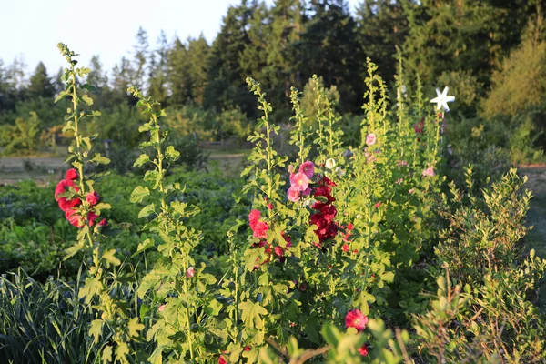 Hermoso macizo de flores de granja — Foto de Stock