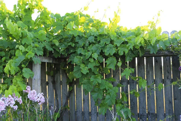 Frunzele de struguri verzi atârnă peste lemn, prin urmare — Fotografie, imagine de stoc