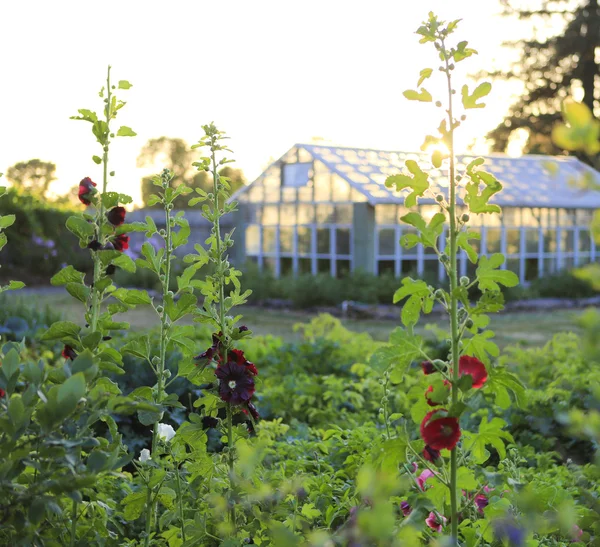 Boerderij zomertuin — Stockfoto