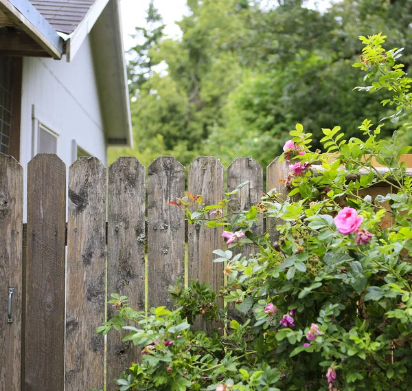 Blühende Rosen vervollständigen Blick auf den Hinterhof — Stockfoto