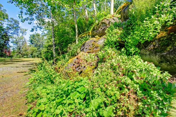 Belo verão paisagem rural — Fotografia de Stock