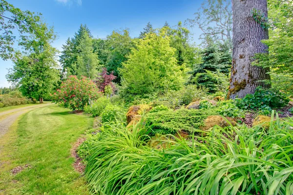 Schöne sommerliche Landschaft — Stockfoto