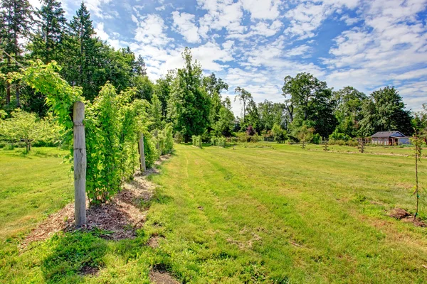 Beautiful summer countryside garden — Stock Photo, Image