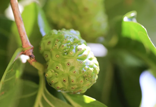 Fruta de Noni — Foto de Stock