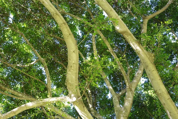 Beautiful Eucalyptus tree — Stock Photo, Image