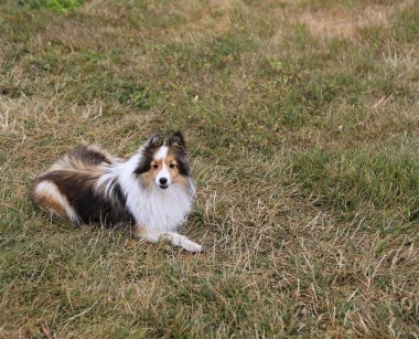 yerde yatan küçük köpek